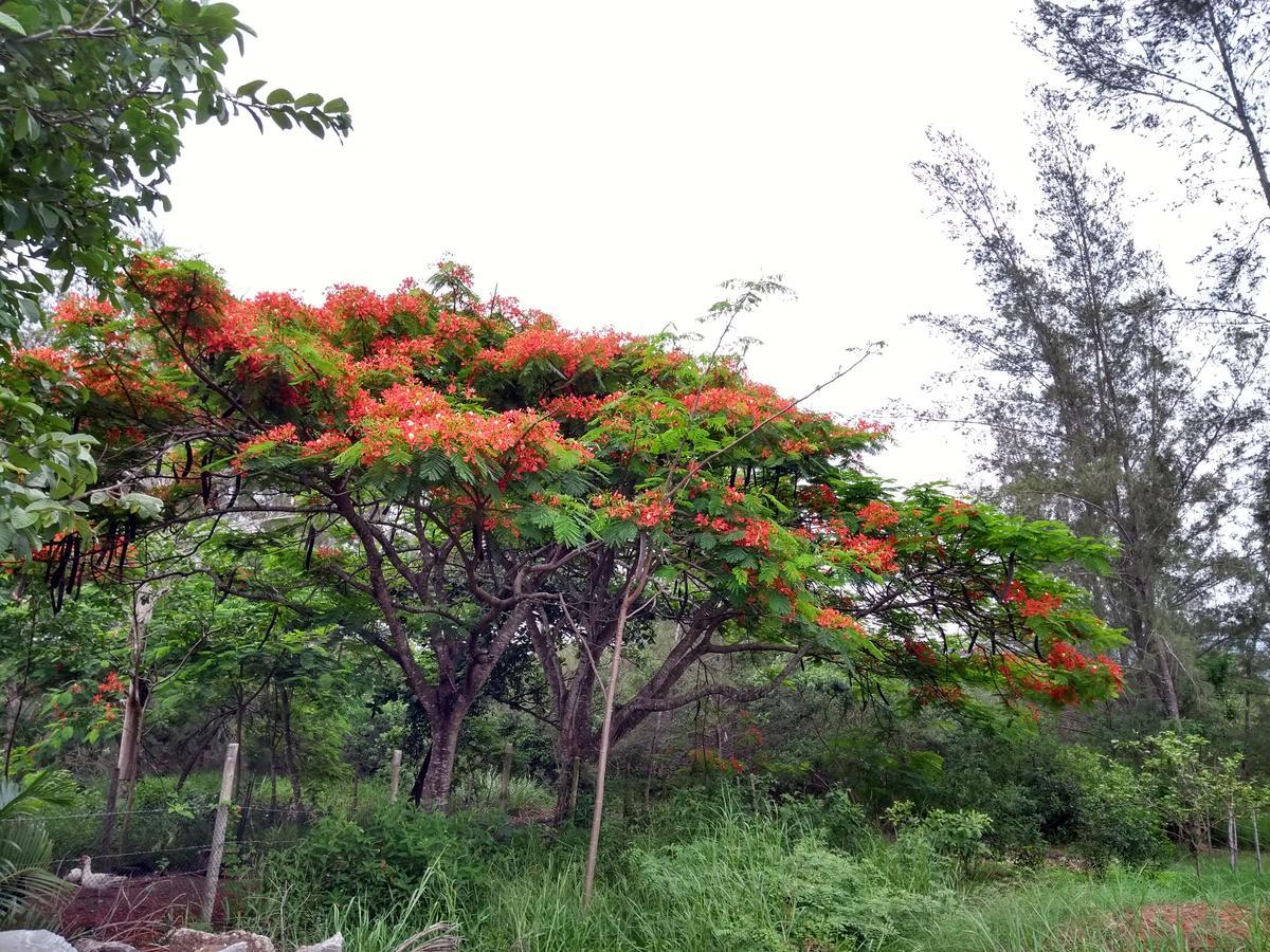 Villa Casa Da Mamae Barra de São João Esterno foto
